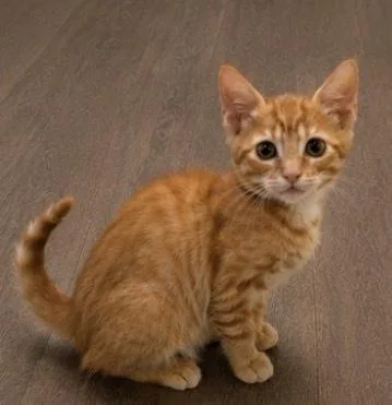 A baby small-sized female Tabby (Orange / Red) Domestic Short Hair cat named Monster for adoption in Homer Glen, IL