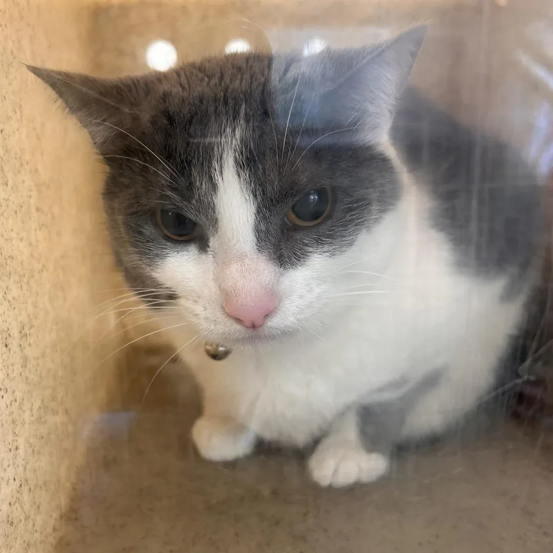 An adult small-sized female Gray / Blue / Silver Domestic Short Hair cat named Ruby Tuesday for adoption in Philadelphia, PA
