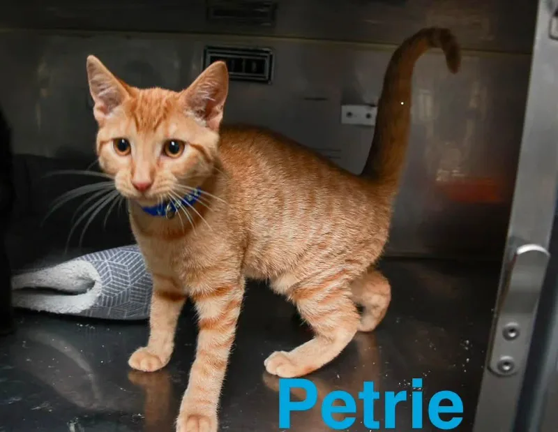 Petrie
