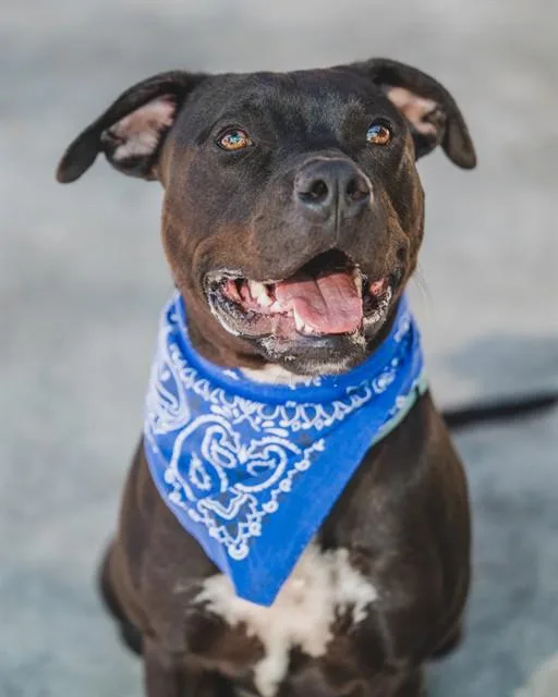 An adult large-sized male Terrier dog named Biff for adoption in Miami, FL