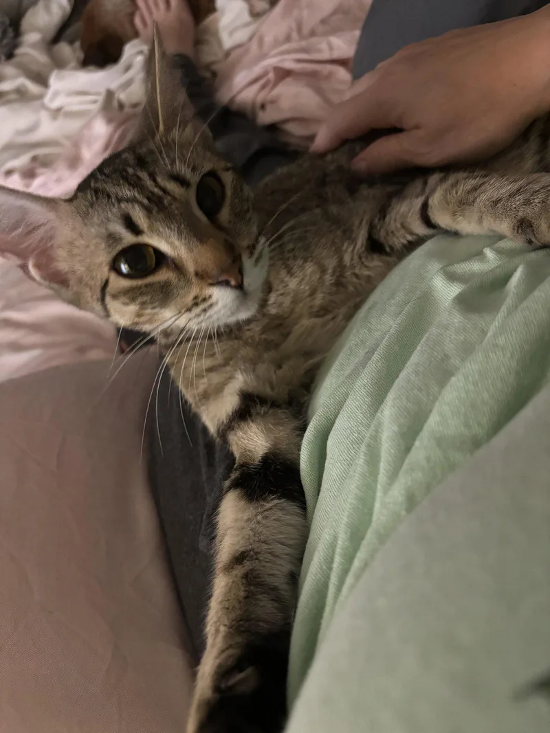 A baby medium-sized female Tabby cat named Pretty Girl for adoption in MONTGOMERY, TX