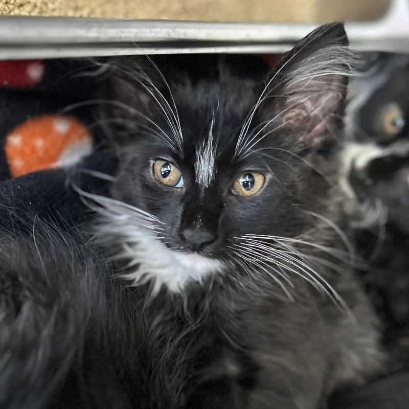 A baby small-sized female Black Domestic Medium Hair cat named Amberdextrous for adoption in Davenport, IA
