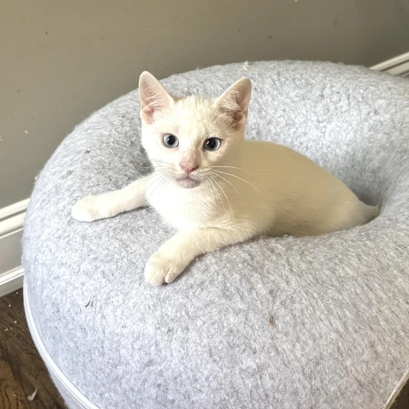A baby small-sized male White Domestic Short Hair cat named Lil Man for adoption in Durham, NC