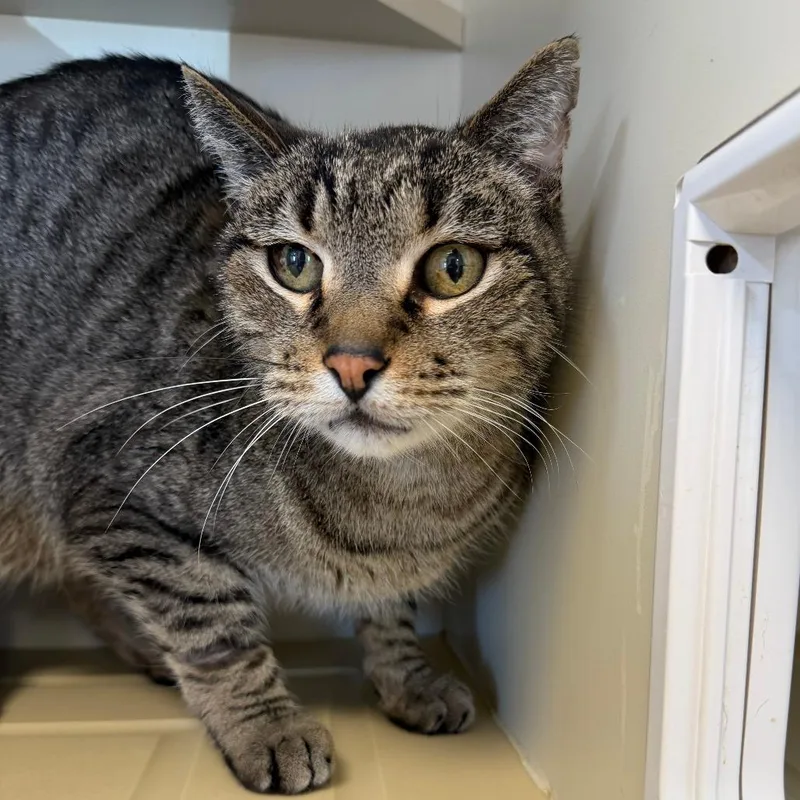 A senior small-sized male Gray / Blue / Silver Domestic Short Hair cat named Artichoke for adoption in Cody, WY