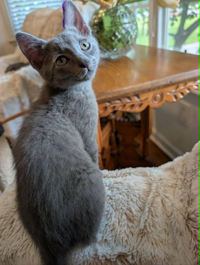 A baby medium-sized male Gray / Blue / Silver Domestic Short Hair cat named Pookie Bear for adoption in Overland Park, KS