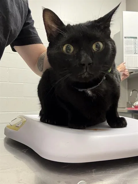 An adult small-sized male Domestic Short Hair cat named Tator for adoption in Indianapolis, IN
