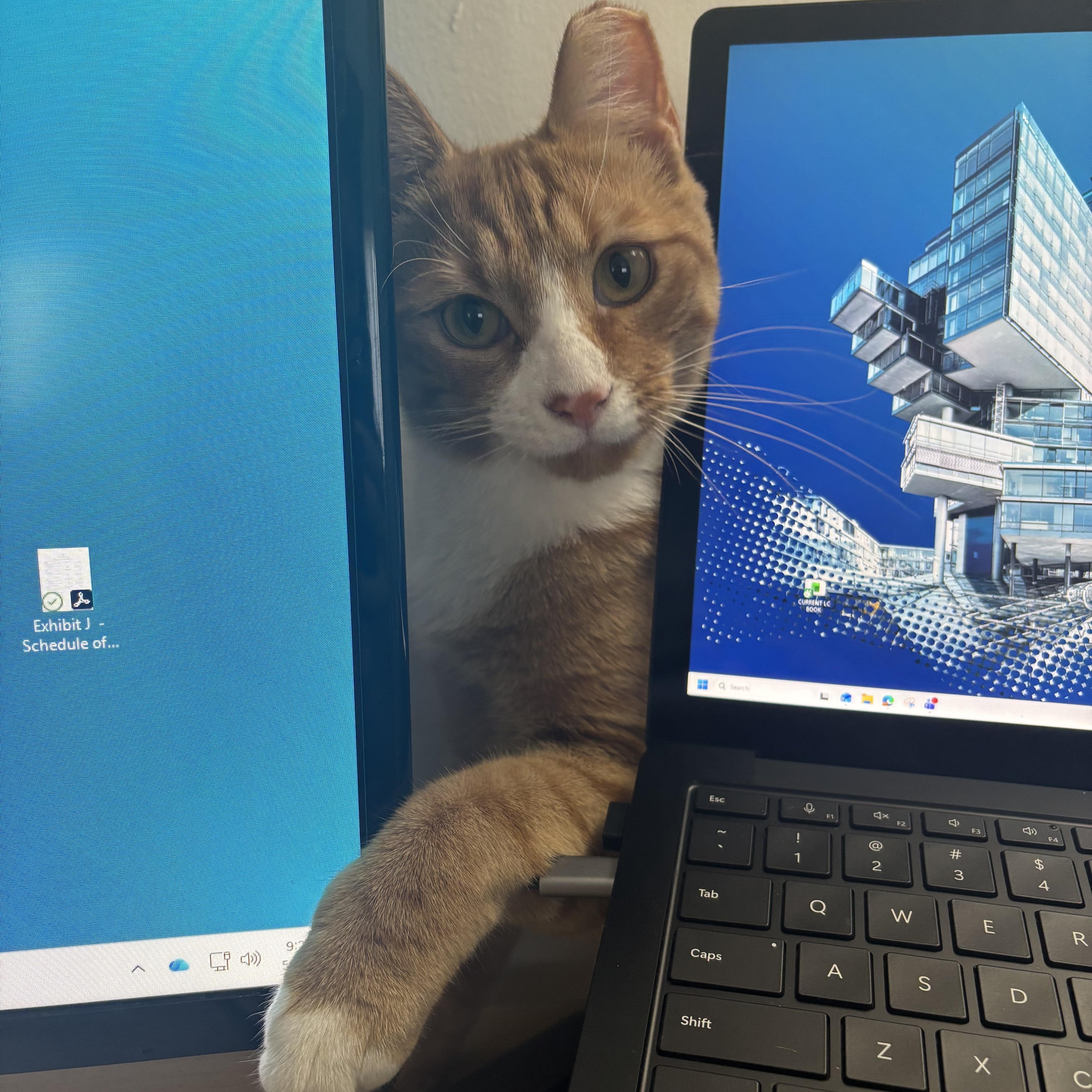 A baby medium-sized male Orange & White American Shorthair cat named Garfield Aka Bubby for adoption in Brooklyn, NY