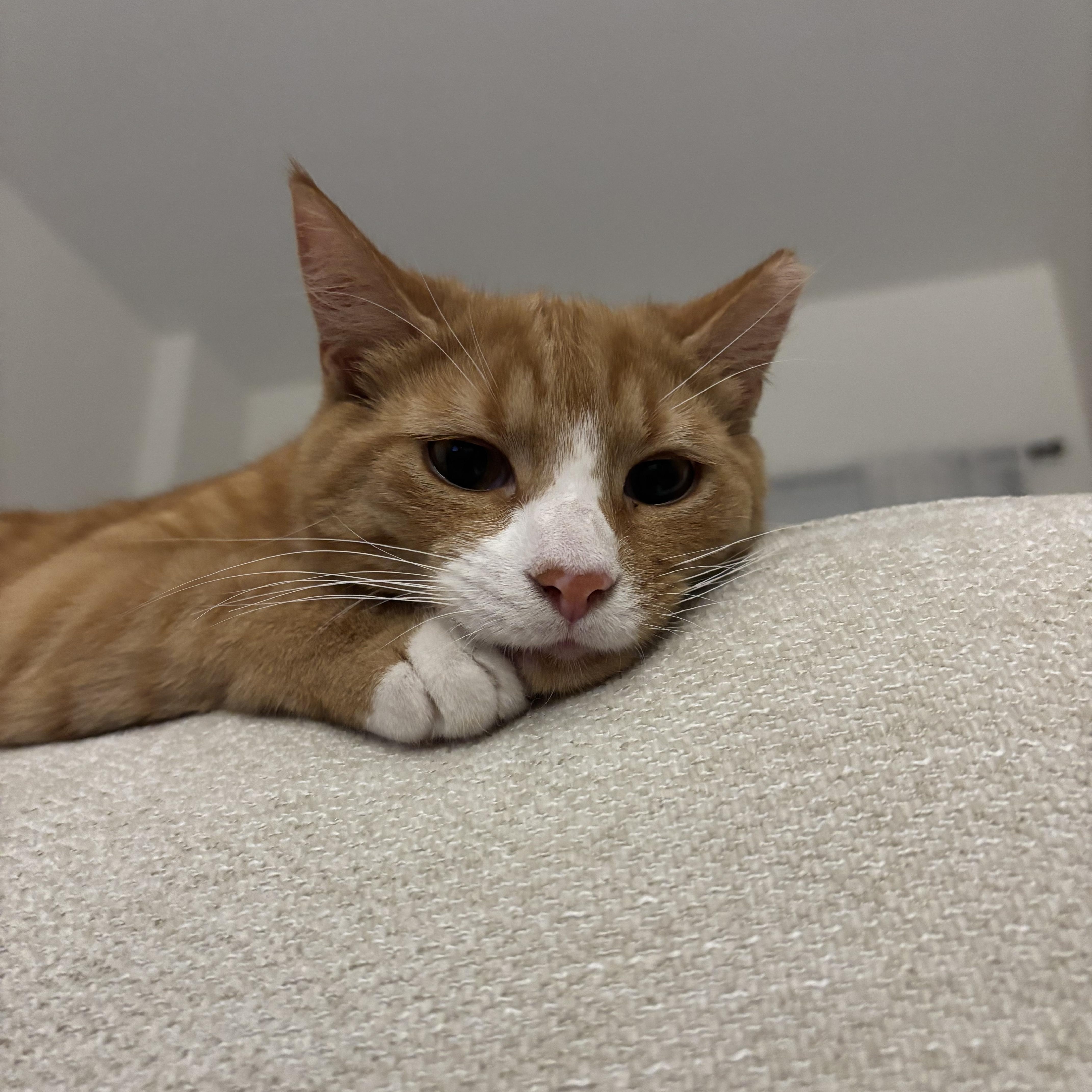 Garfield Aka Bubby thumbnail 2