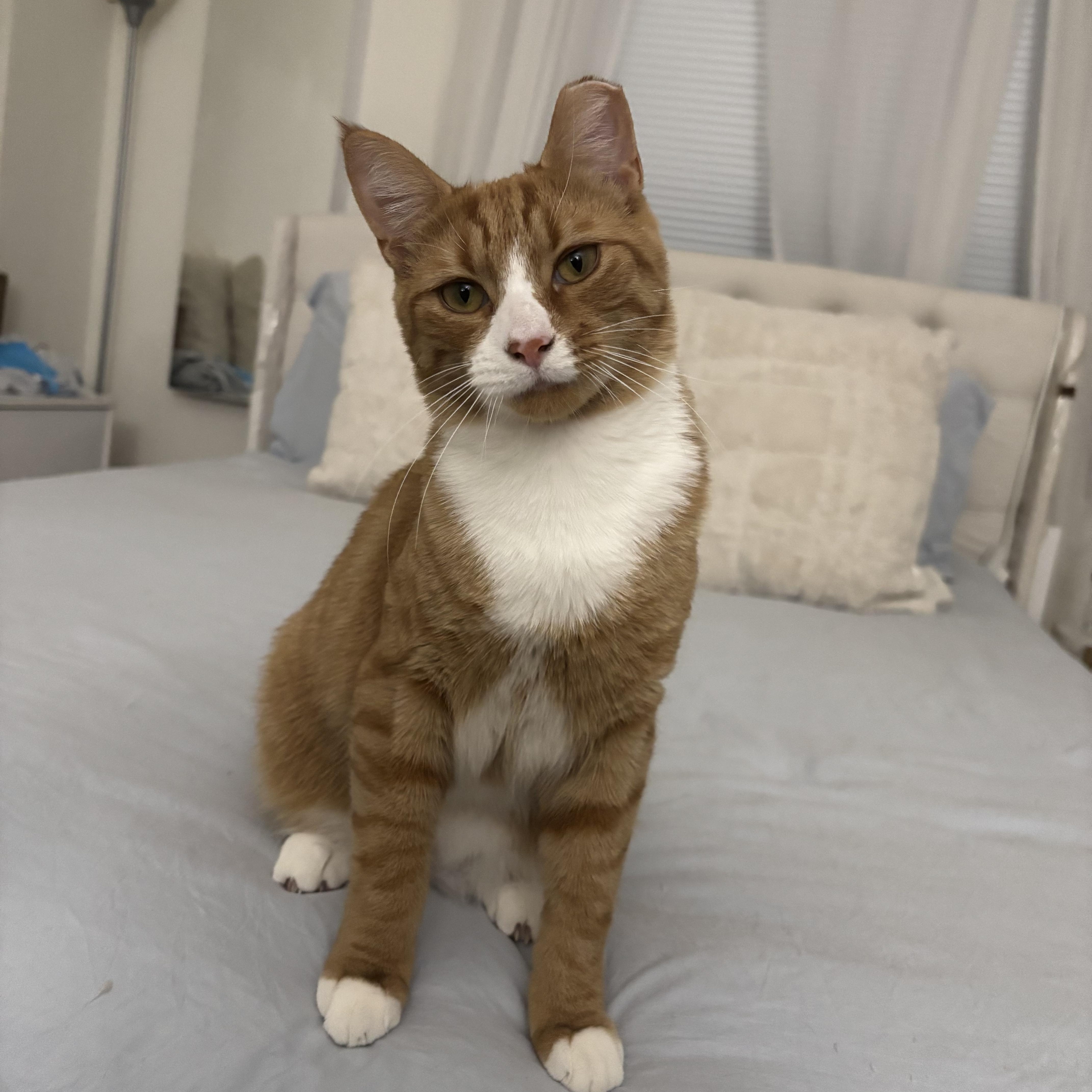 Garfield Aka Bubby thumbnail 3