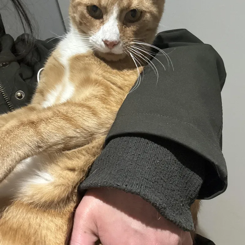 Garfield Aka Bubby thumbnail 4
