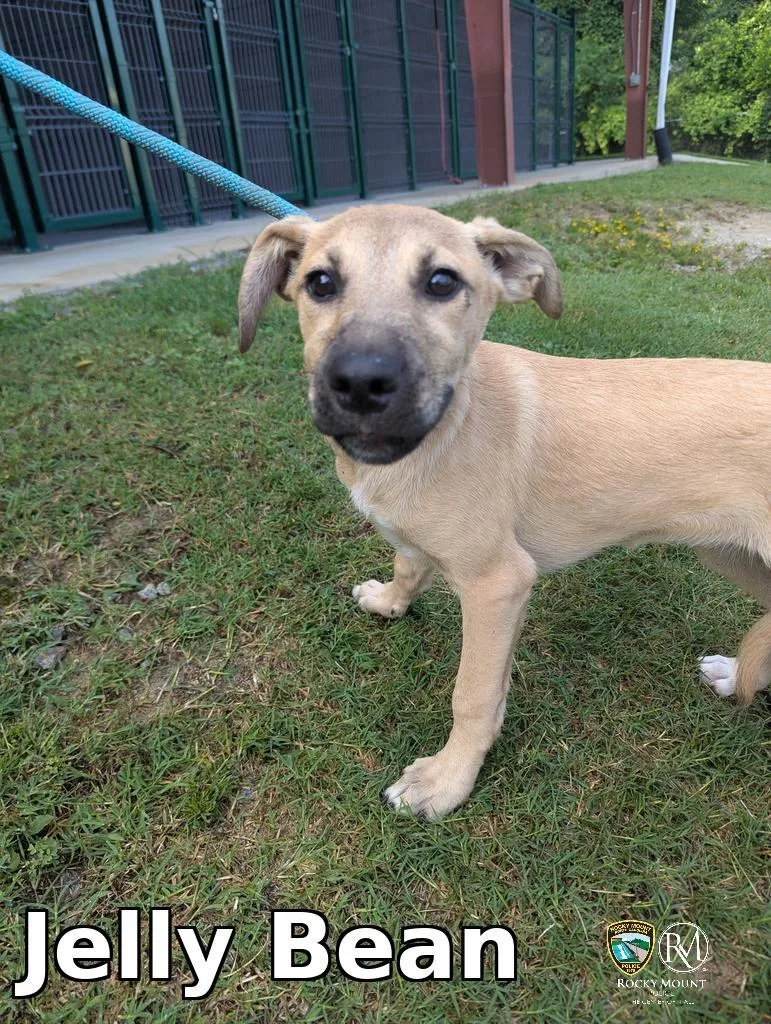 A baby medium-sized female Pit Bull Terrier dog named Jelly Bean for adoption in Rocky Mount, NC