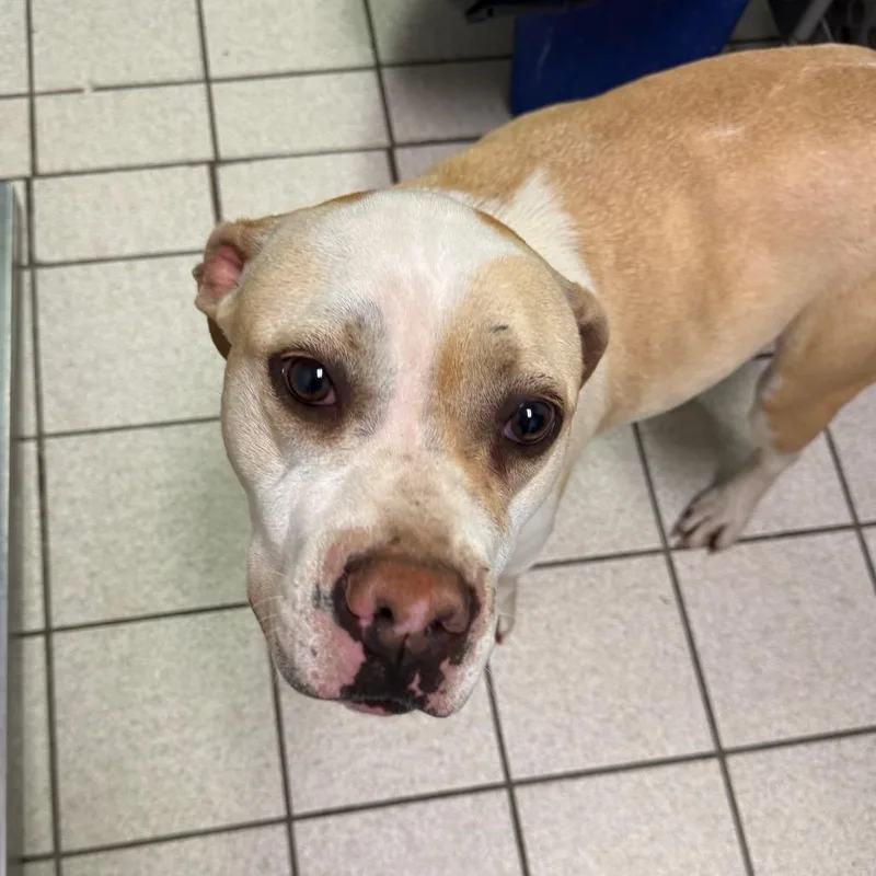 An adult medium-sized female White / Cream Mixed Breed dog named Cashew for adoption in Charleston, WV