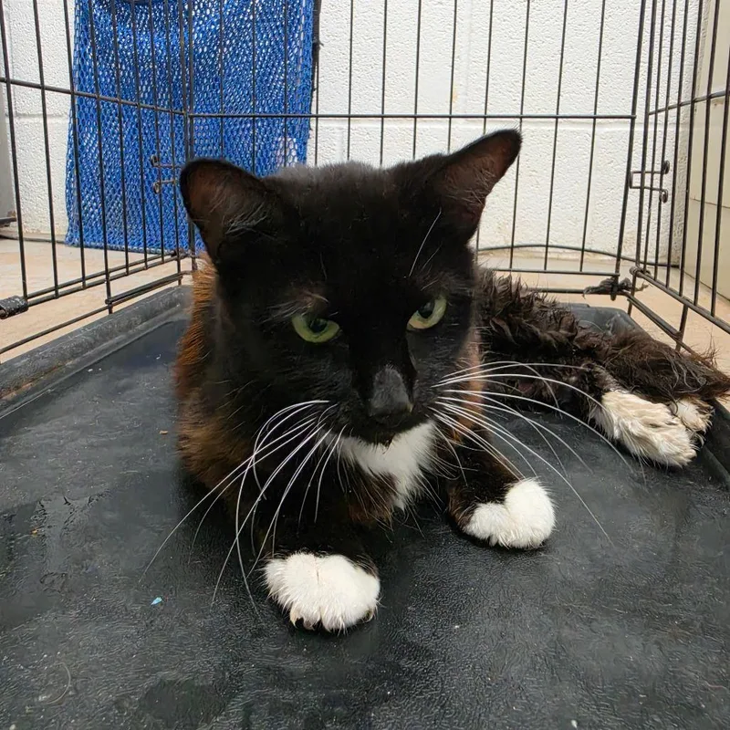 An adult medium-sized female Black Domestic Short Hair cat named Noemi for adoption in Edinburg, TX
