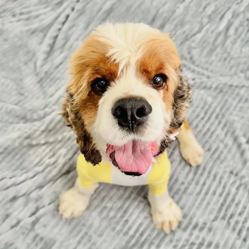 An adult small-sized male Cocker Spaniel dog named Doc for adoption in Sherman Oaks, CA