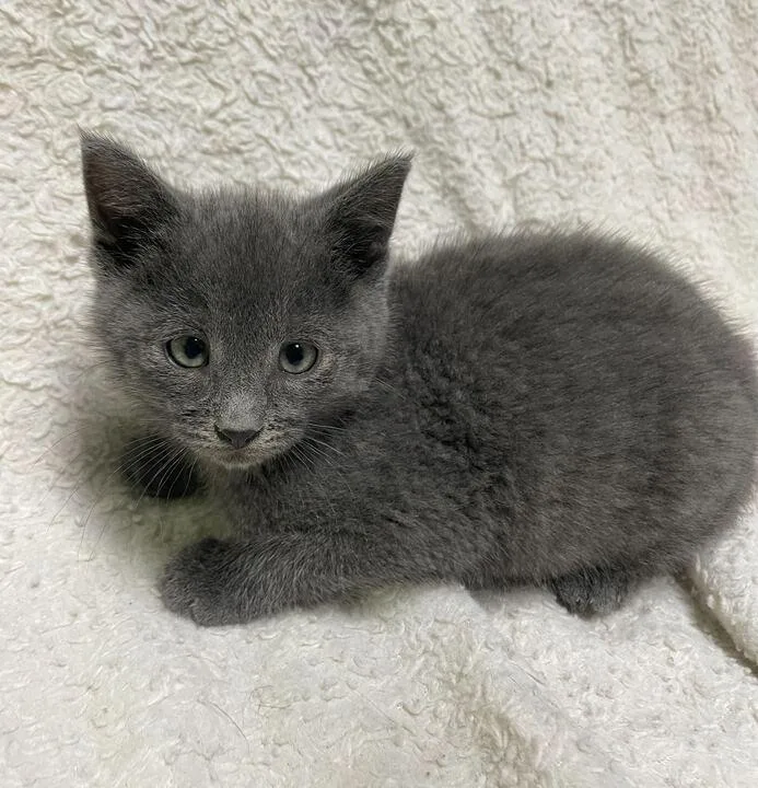A baby small-sized male Domestic Short Hair cat named Marlo for adoption in Jackson, MI
