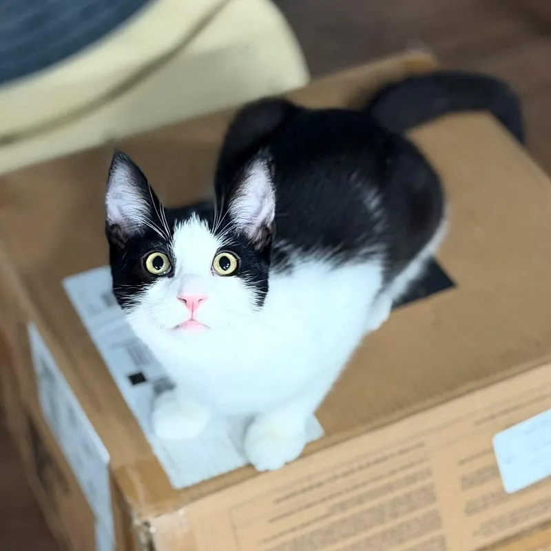 Benjamin aka Benny Boy