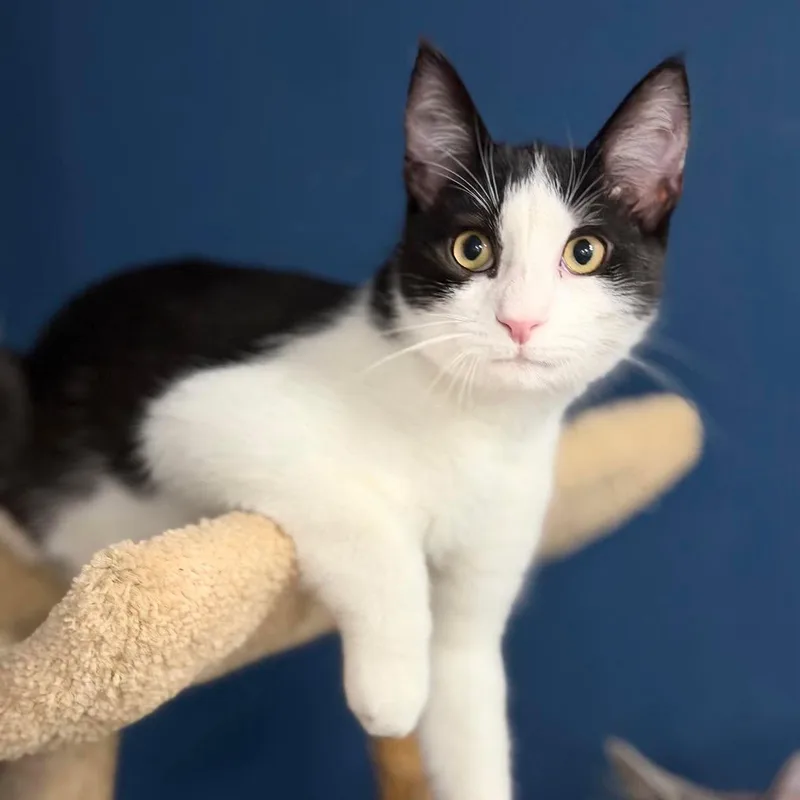 Benjamin aka Benny Boy thumbnail 4
