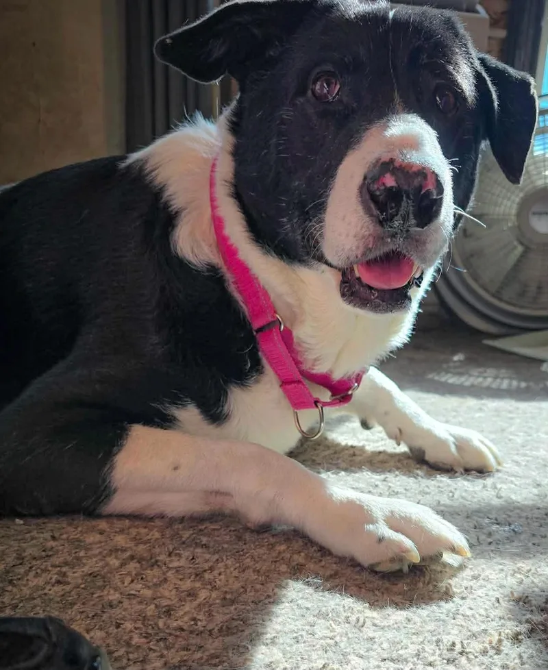 Daisy