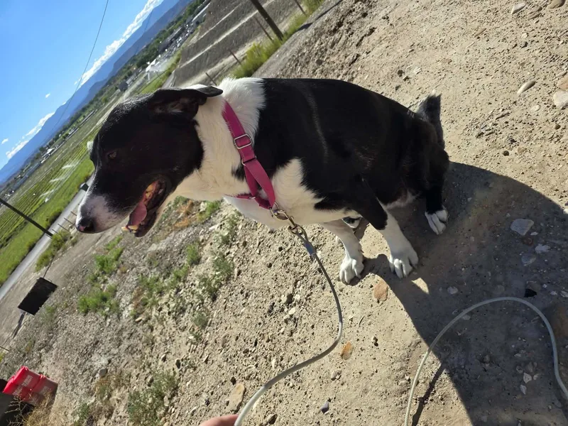 Daisy thumbnail 2