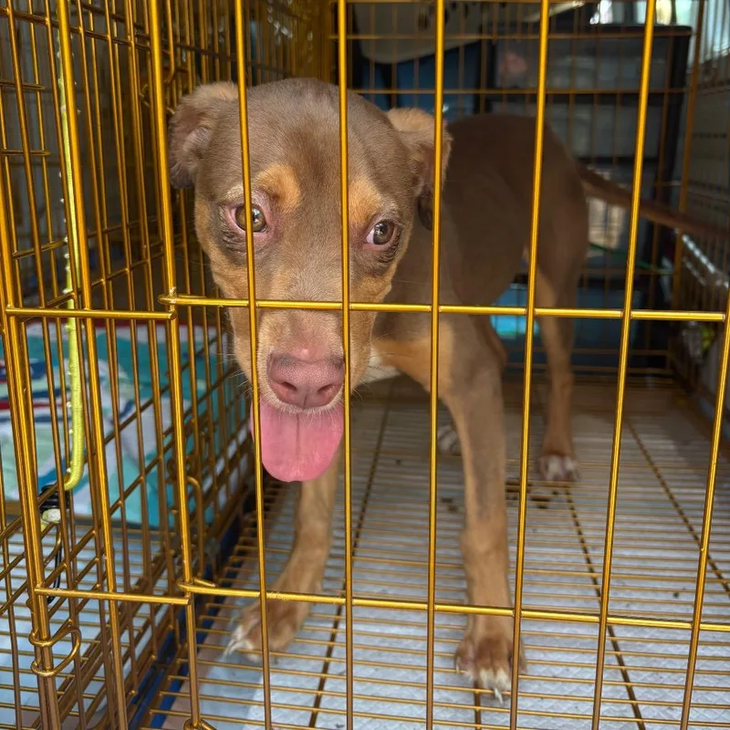 A baby medium-sized female Brown / Chocolate Mixed Breed dog named Sweet Pea for adoption in Pennsville, NJ