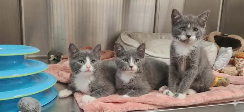 A young medium-sized female Gray & White Domestic Short Hair cat named Betta for adoption in Chambersburg, PA