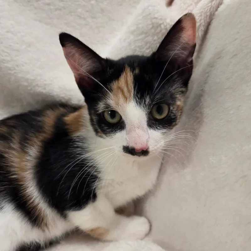 A baby small-sized female Calico Domestic Short Hair cat named Quilt for adoption in Brea, CA