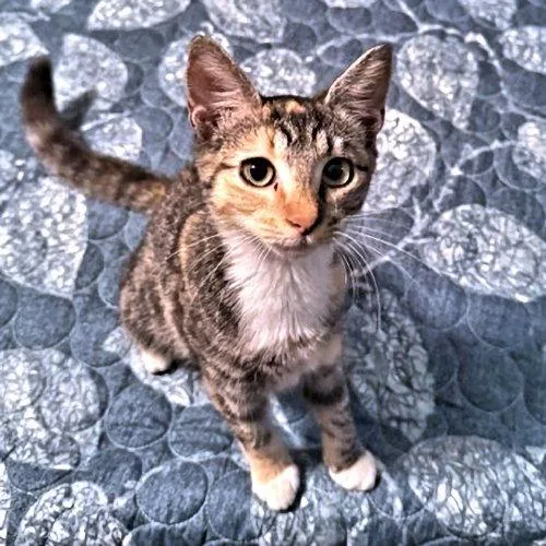 A baby medium-sized female Torbie cat named Trixie Lou for adoption in Rutherfordton, NC