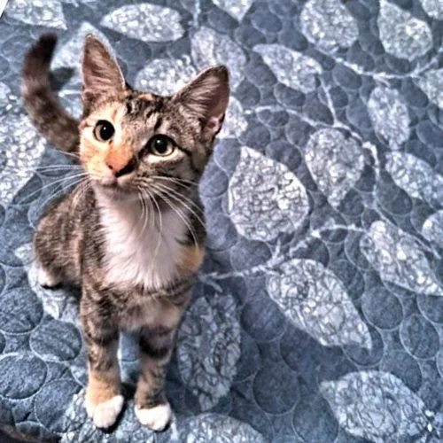 Trixie Lou thumbnail 3