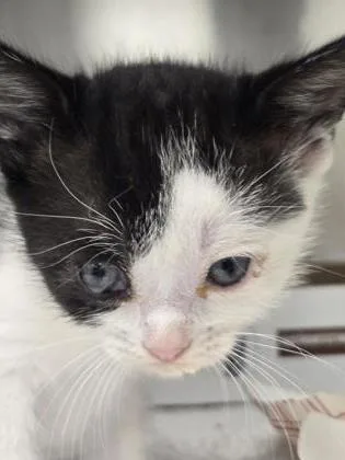 A baby small-sized female Domestic Short Hair cat named Calf for adoption in Roseville, CA