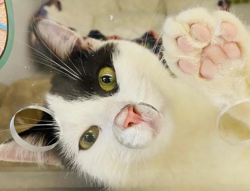 Steven Spielberg thumbnail 3