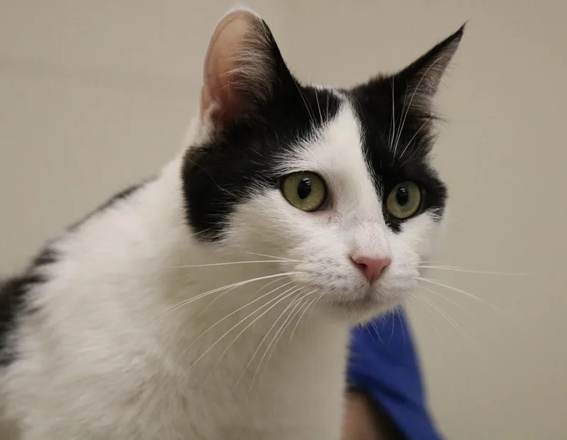 Steven Spielberg thumbnail 4