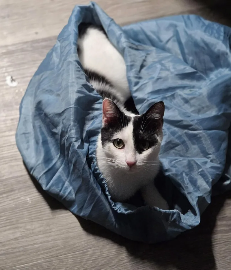 Steven Spielberg thumbnail 5