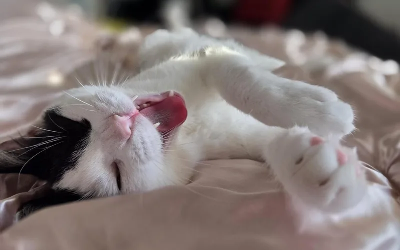 Steven Spielberg thumbnail 6