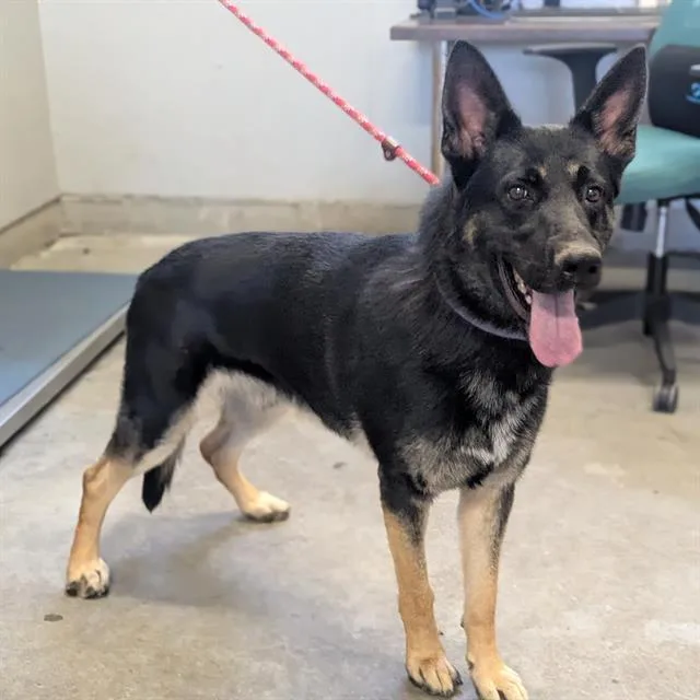 A young large-sized male German Shepherd Dog dog named Pisces for adoption in Camarillo, CA