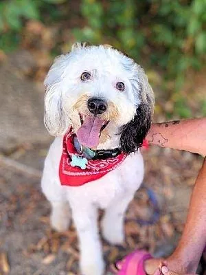 An adult medium-sized male Maltese dog named Rodger for adoption in Anza, CA