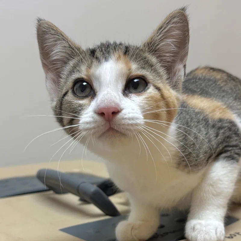 A baby medium-sized female Domestic Short Hair cat named Sister for adoption in Sonora, CA