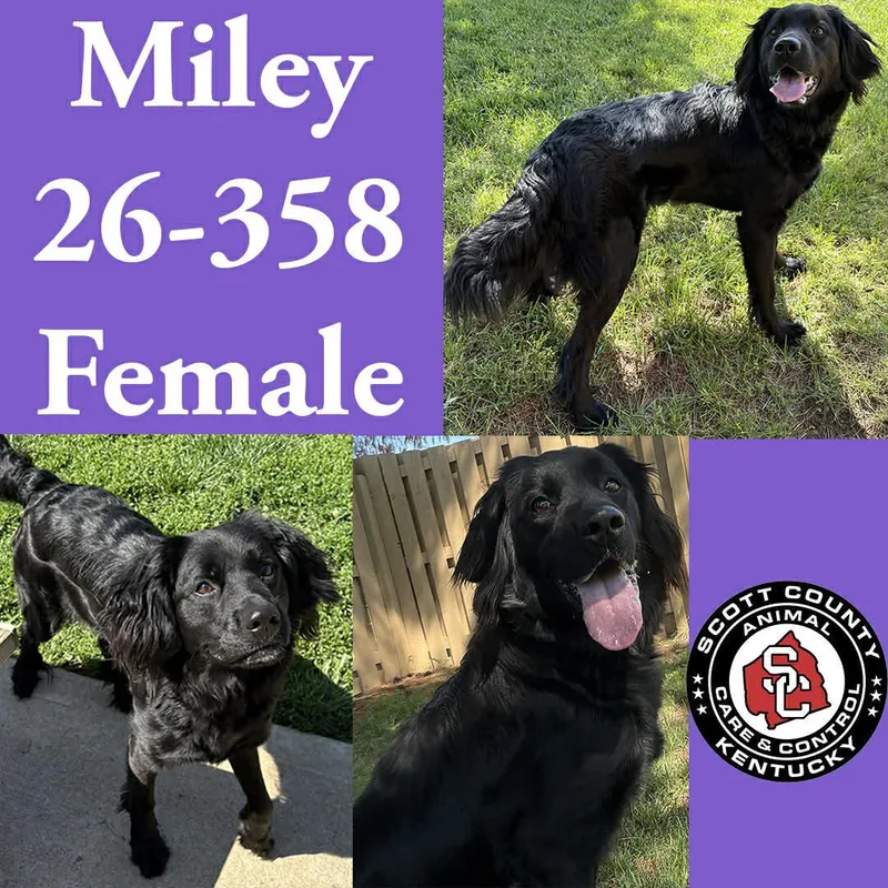 An adult large-sized female Labrador Retriever dog named Miley for adoption in Georgetown, KY