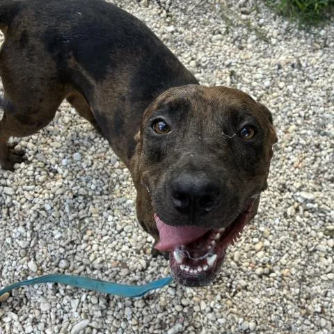 A young large-sized female Mixed Breed dog named Wednesday for adoption in Pensacola, FL