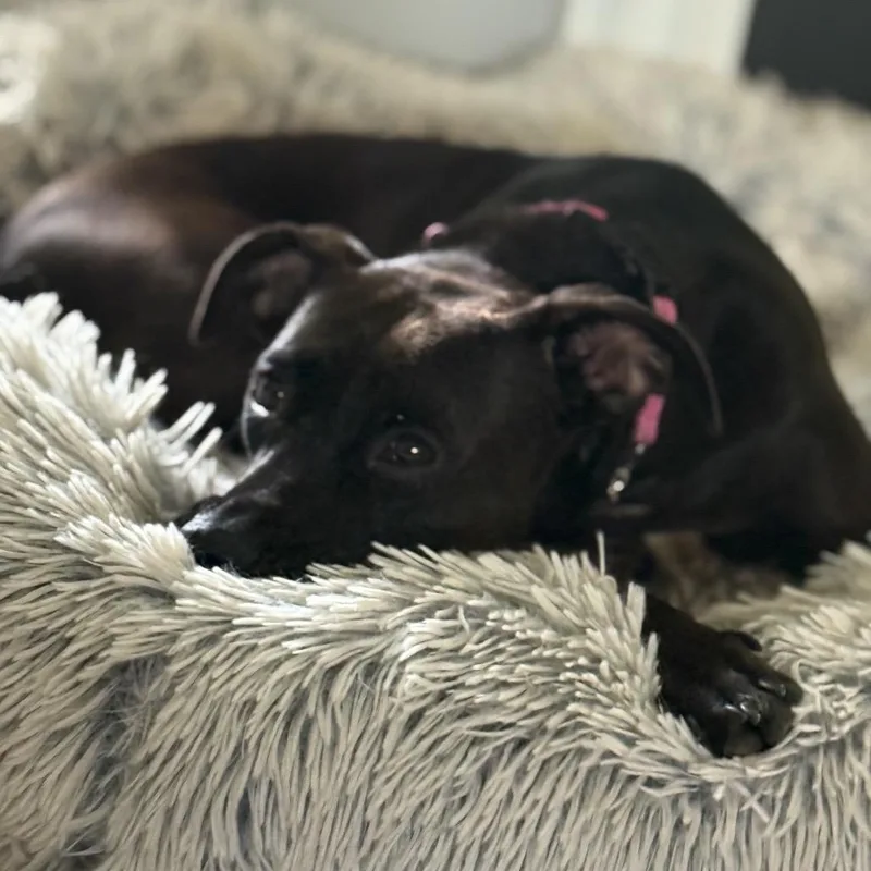 An adult medium-sized female Black Mixed Breed dog named Blossom for adoption in Duck River, TN