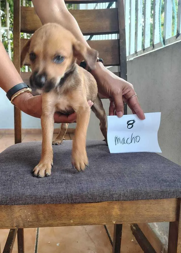 A baby small-sized male Brown / Chocolate Labrador Retriever dog named Amir for adoption in Naranjito, PR