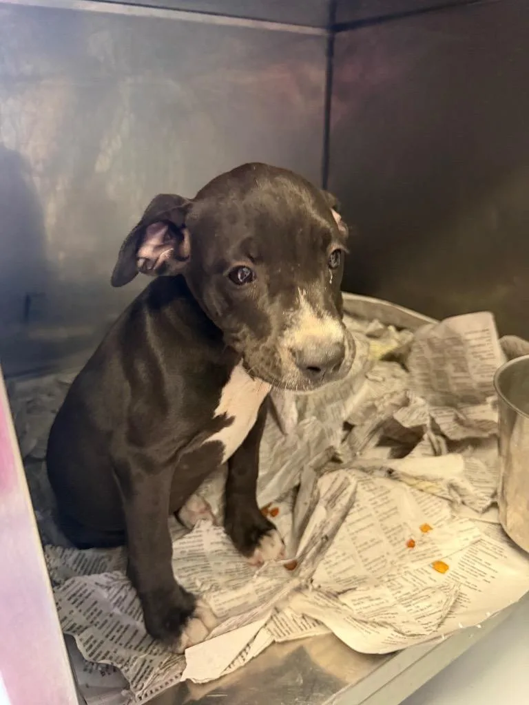 A baby small-sized female Boxer dog named Mini Mia for adoption in Greenwood, MS