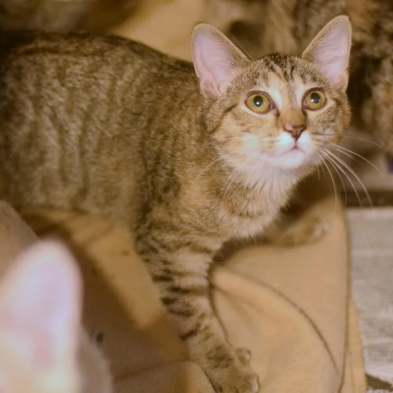 A baby small-sized female Torbie Domestic Short Hair cat named Wendy for adoption in Belleville, IL