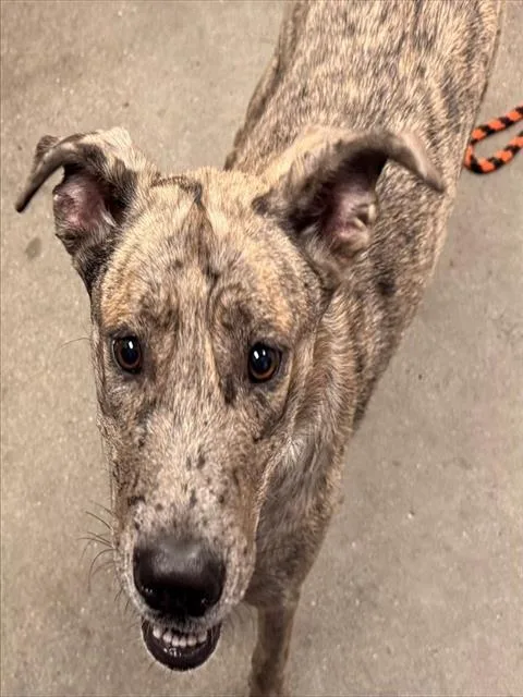 A young large-sized female Catahoula Leopard Dog dog named Cream for adoption in Tucson, AZ