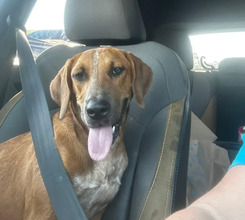 An adult medium-sized female Red / Chestnut / Orange Hound dog named Jackie for adoption in Bolivar, TN