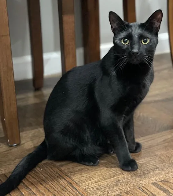 Diego And Botticelli thumbnail 2