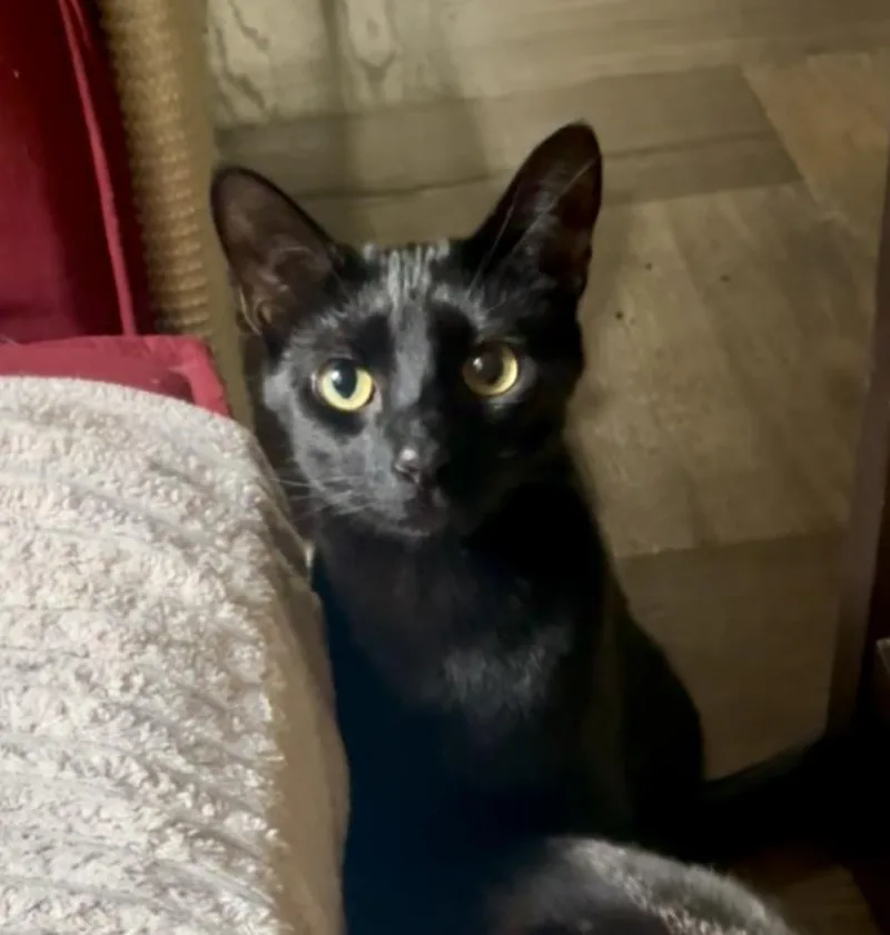 Diego And Botticelli thumbnail 3