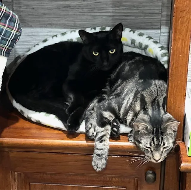 Diego And Botticelli thumbnail 4