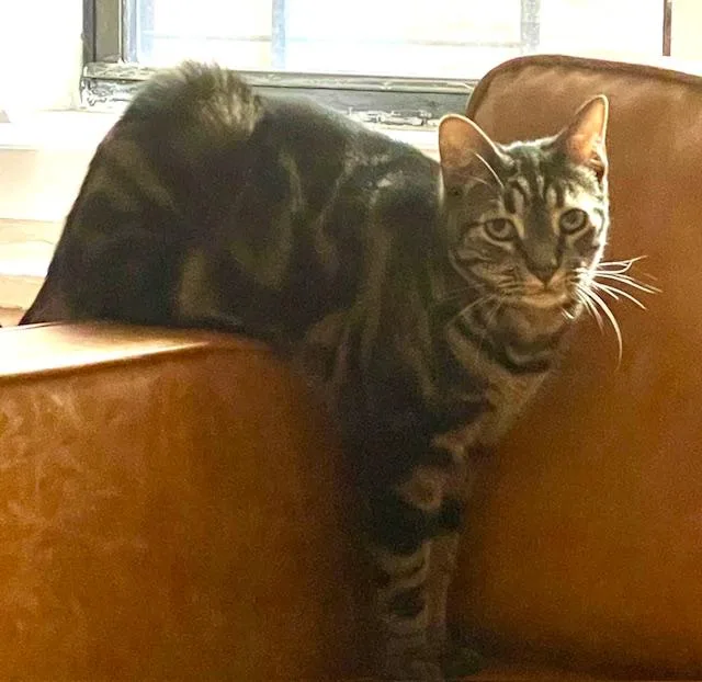 Diego And Botticelli thumbnail 5