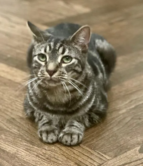 Diego And Botticelli thumbnail 6