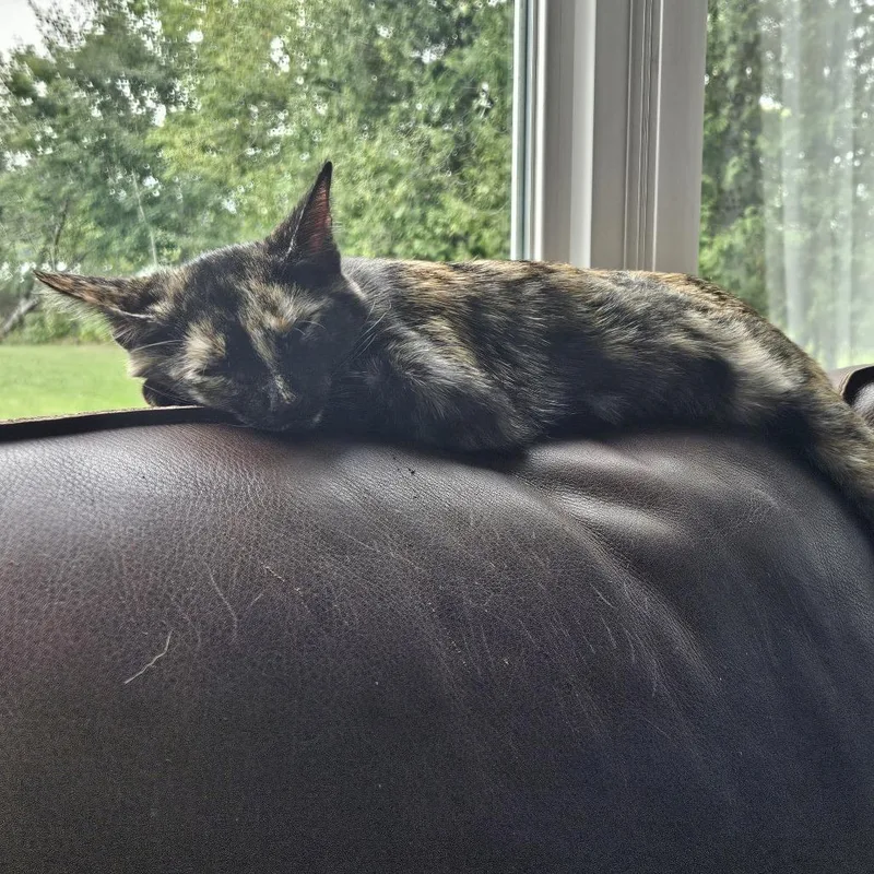 A baby medium-sized female Tortoiseshell Domestic Short Hair cat named Pansy for adoption in South Burlington, VT